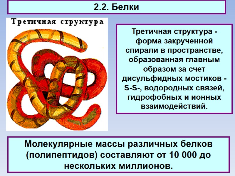 2.2. Белки Третичная структура - форма закрученной спирали в пространстве, образованная главным образом за